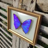 Curved frame of morpho butterfly from Brazil