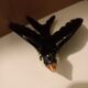 3 wall swallows earthenware Vallauris