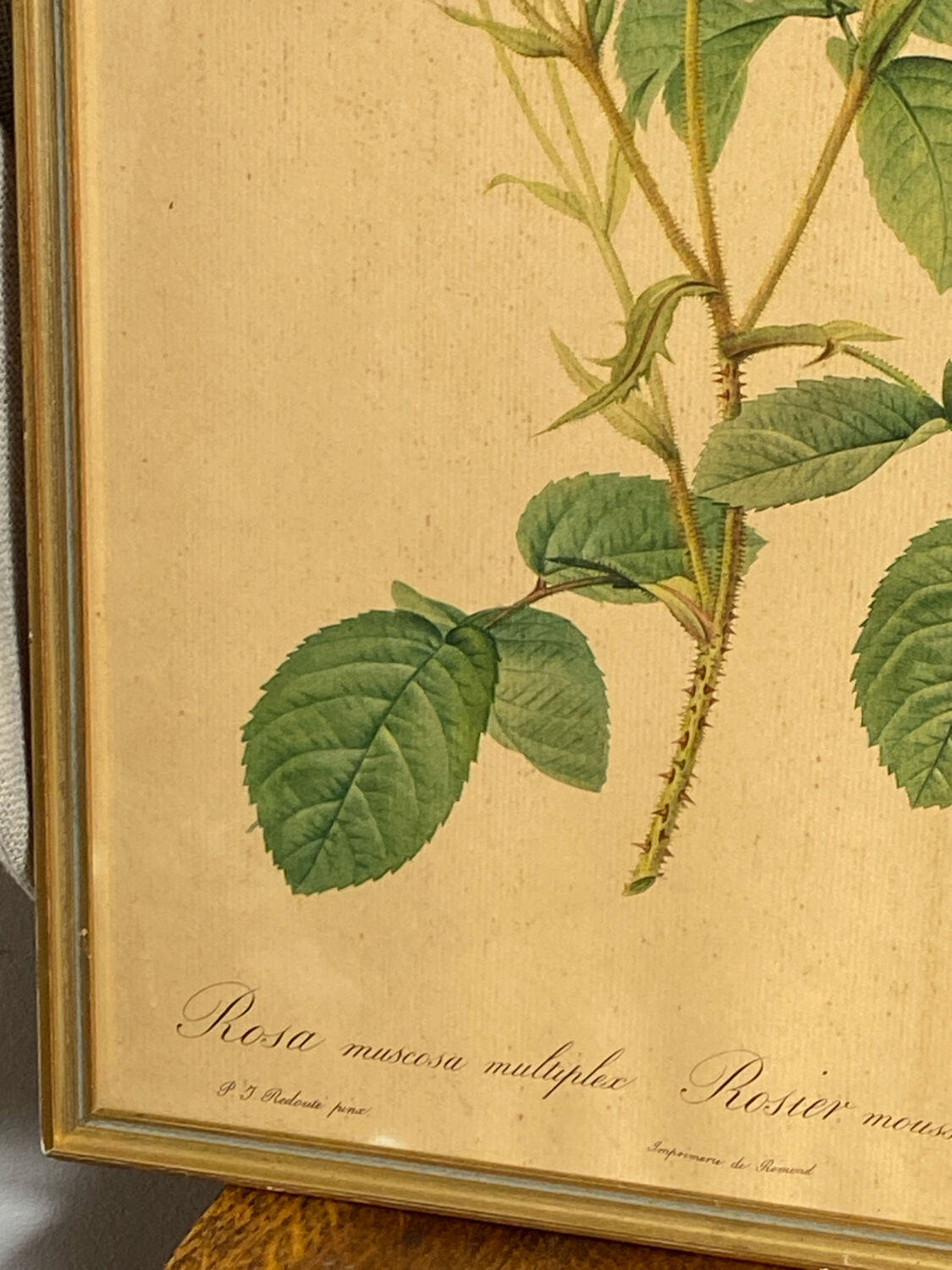 Framed botanical poster, rose bush