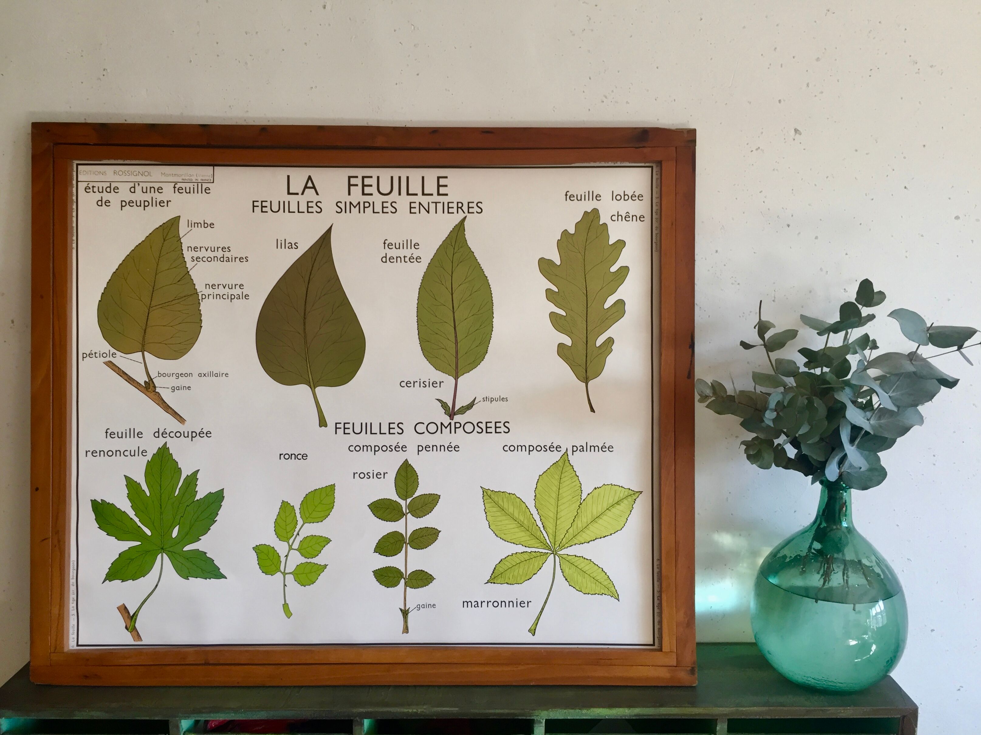 Pedagogical poster Rossignol the stem and leaves years 60