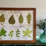 Pedagogical poster Rossignol the stem and leaves years 60