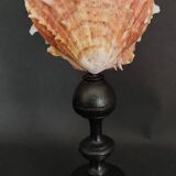 Cabinet de Curiosités coquillage spondylus coccineus sur socle