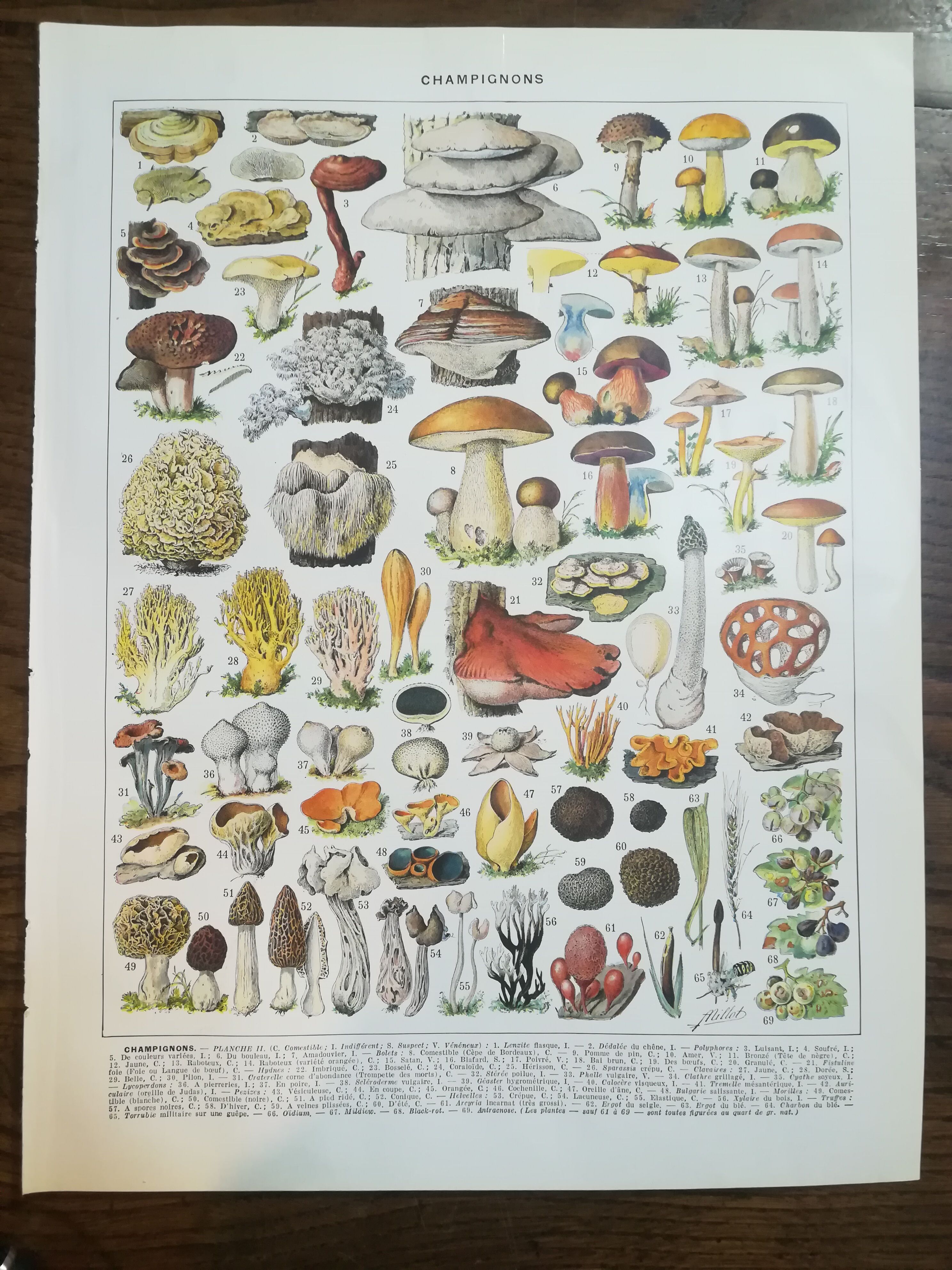 Lithograph on mushrooms from 1928 "cep"