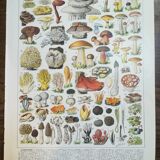 Lithograph on mushrooms from 1928 "cep"