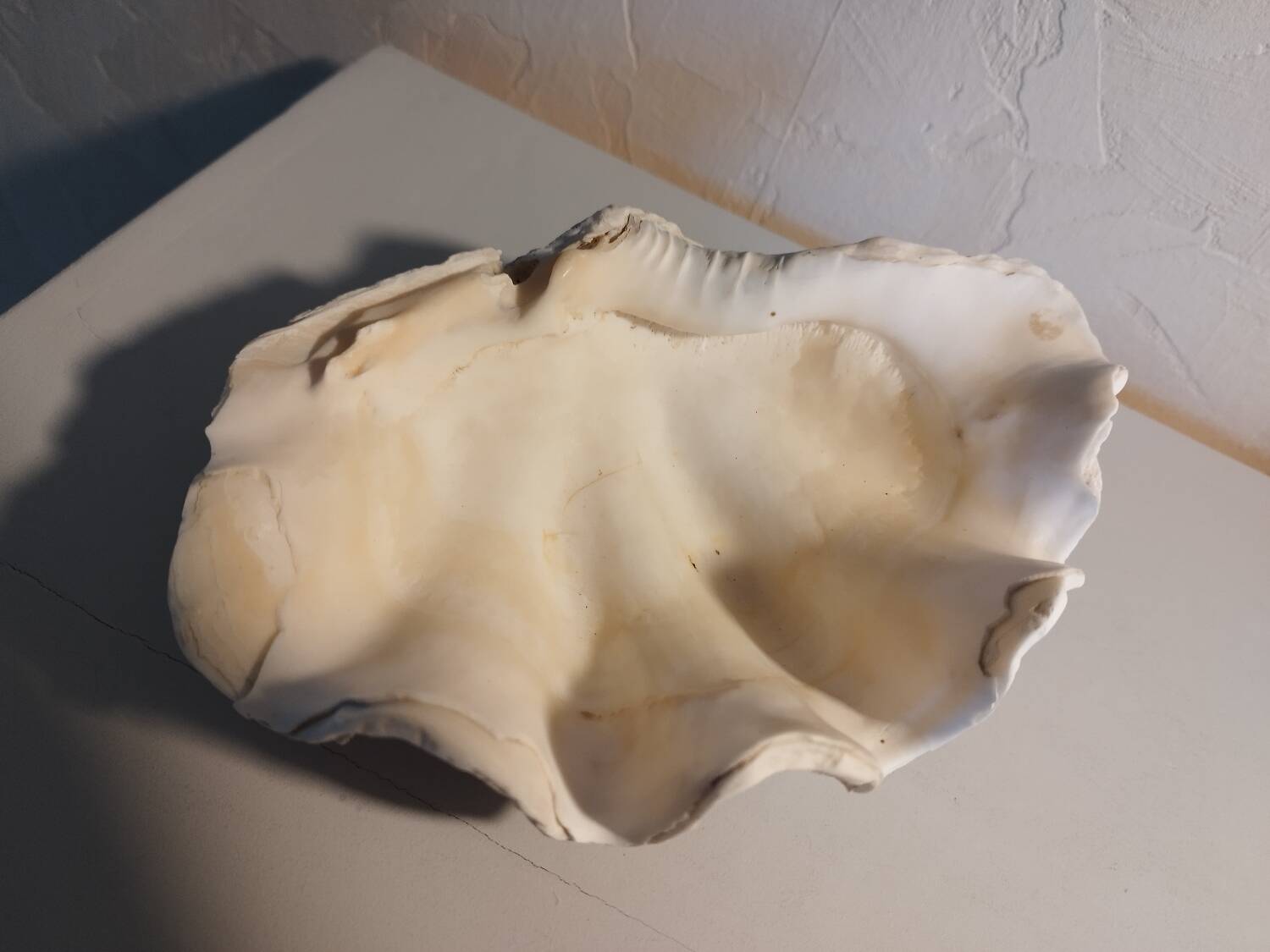 Vide poche coquillage bénitier