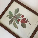 Botanical poster 70s Redouté Cherry tree