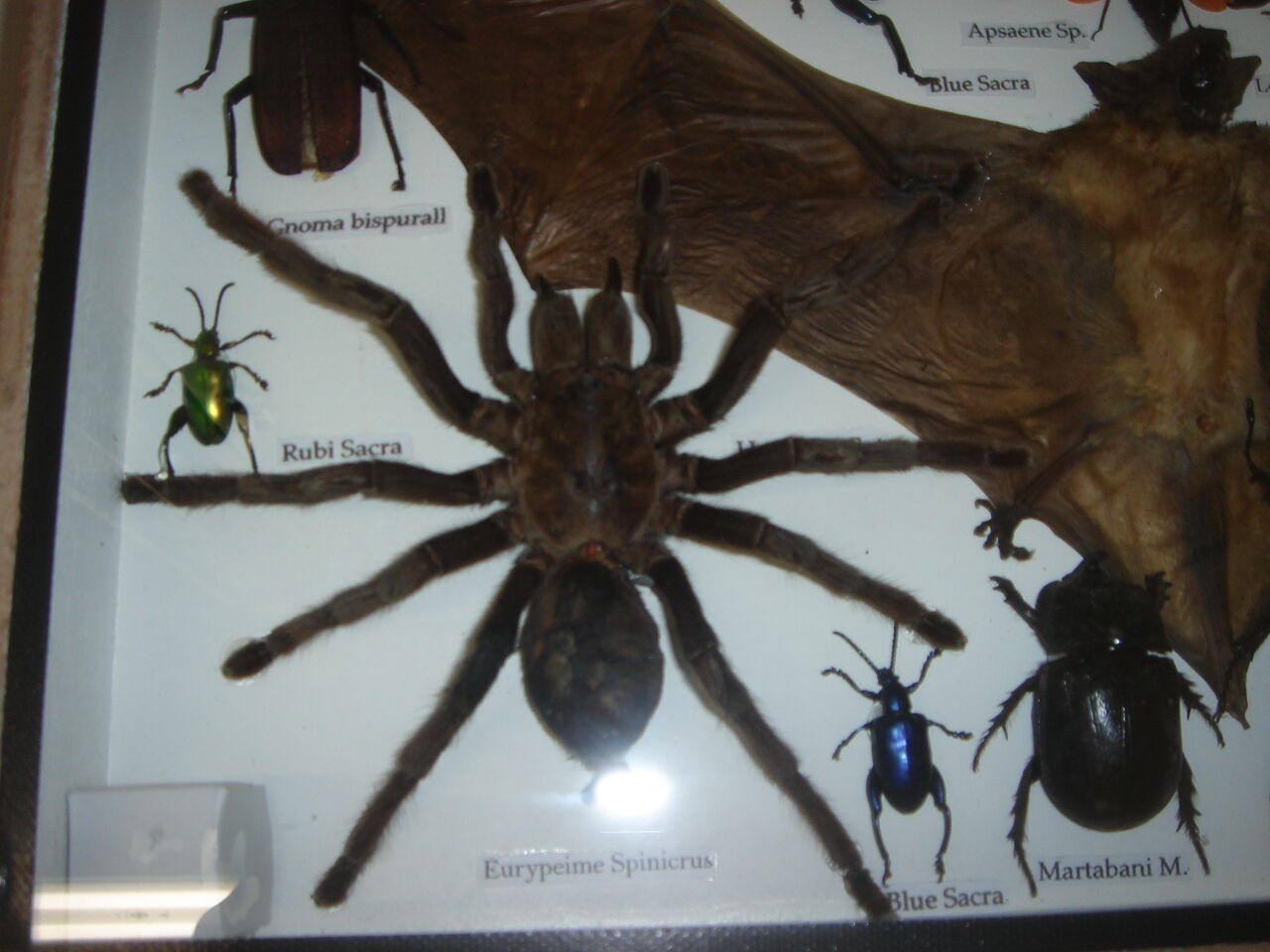 Entomologie : boite d'insectes naturalisés