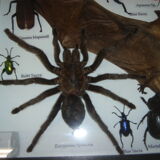 Entomology: box of naturalised insects