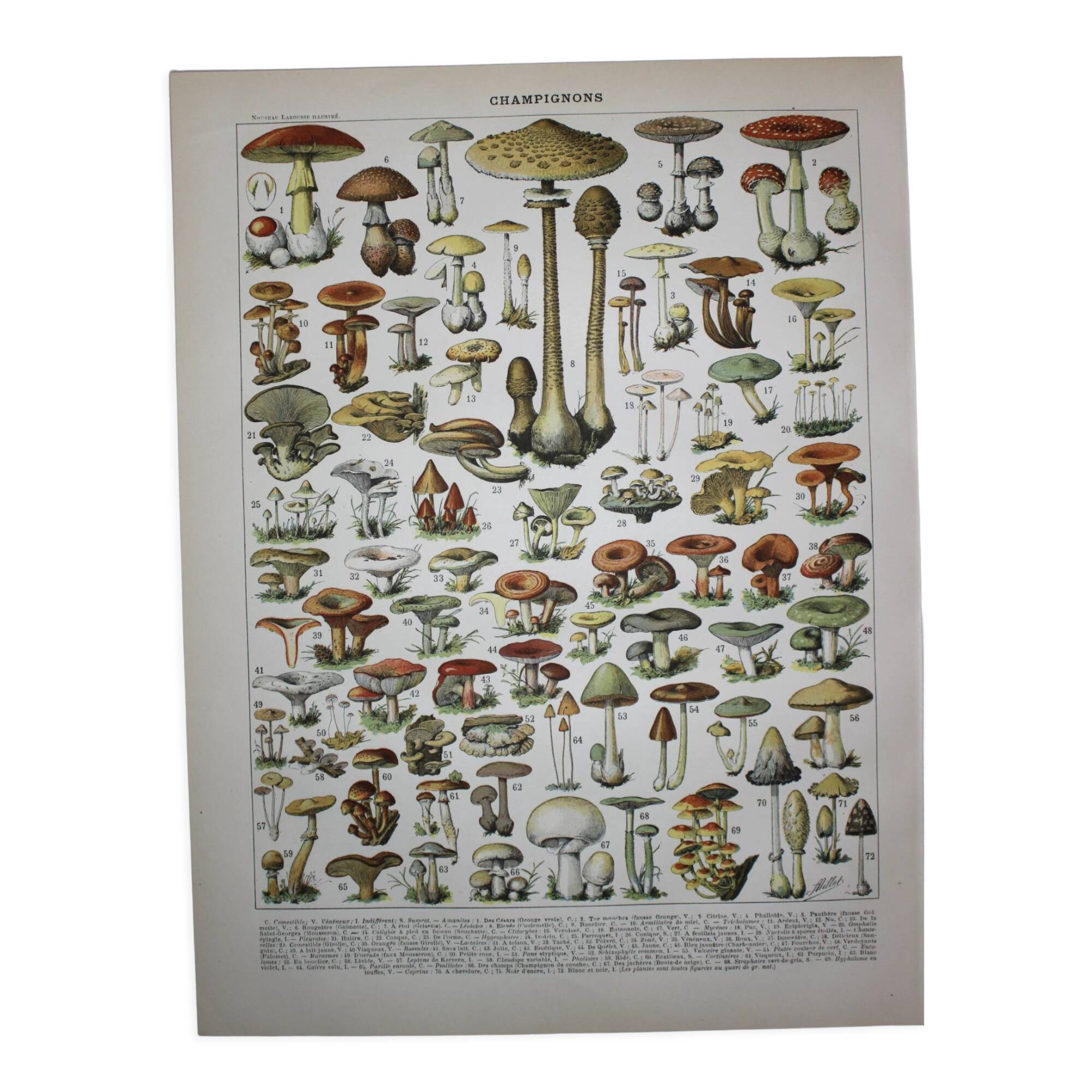 Engraving • Mushrooms 1, picking • Original lithograph from 1898
