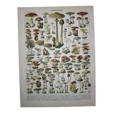 Engraving • Mushrooms 1, picking • Original lithograph from 1898