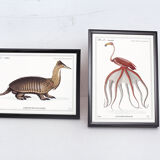 Set of 2 framed chimera lithography animal engraving