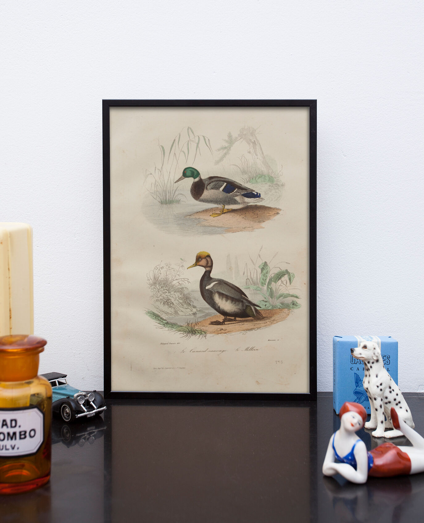 Lithography board engraving vintage birds - 1850