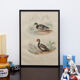 Lithography board engraving vintage birds - 1850