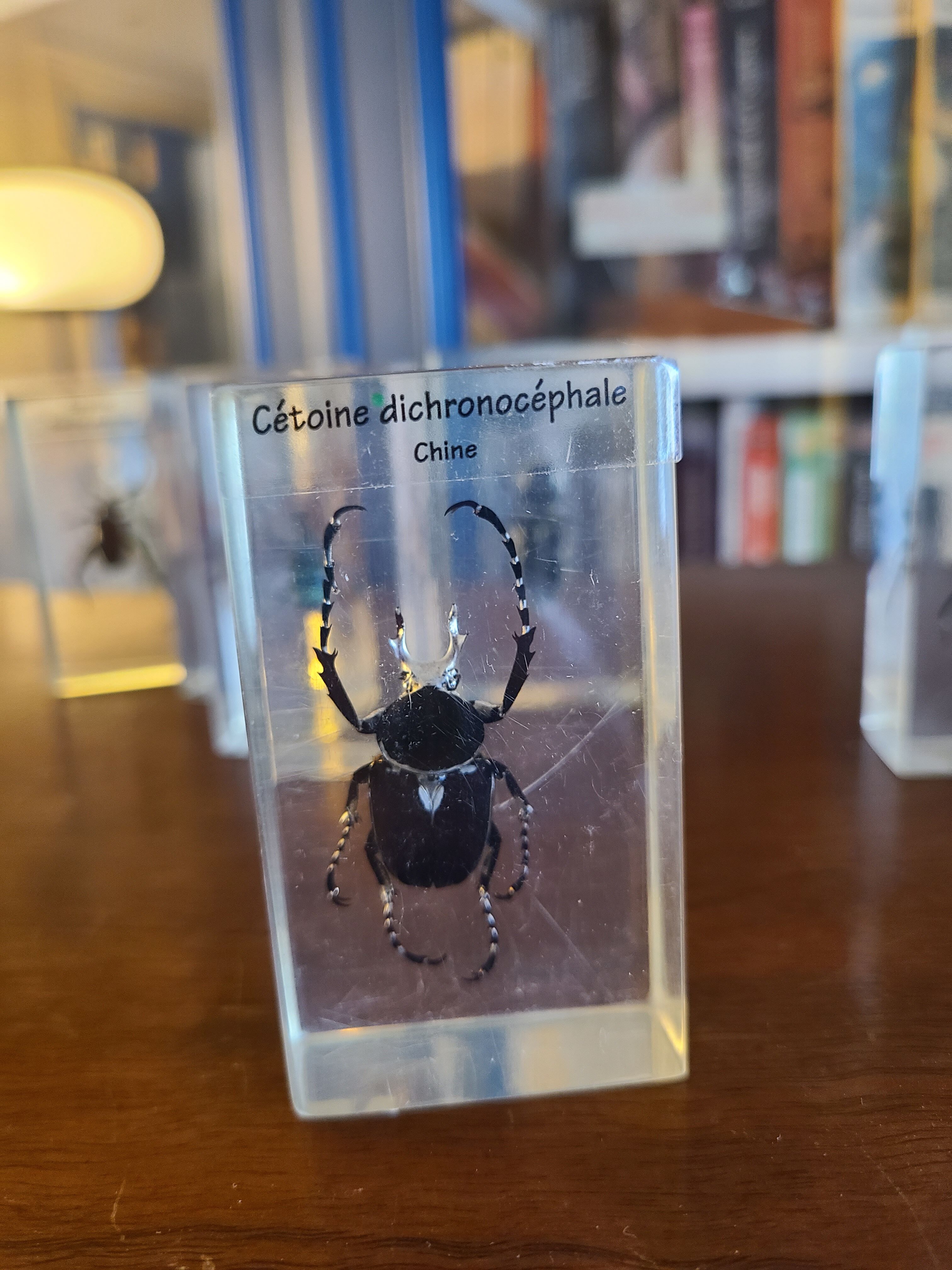 Insects under vintage resin