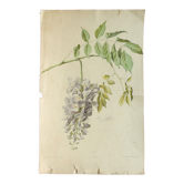 Planche botanique glycine XIXème siècle Imprimerie Lermercier Paris
