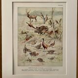 Old illustration on game (hunting) - 1920