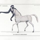 Chimera lithograph engraving animal - the guéréval