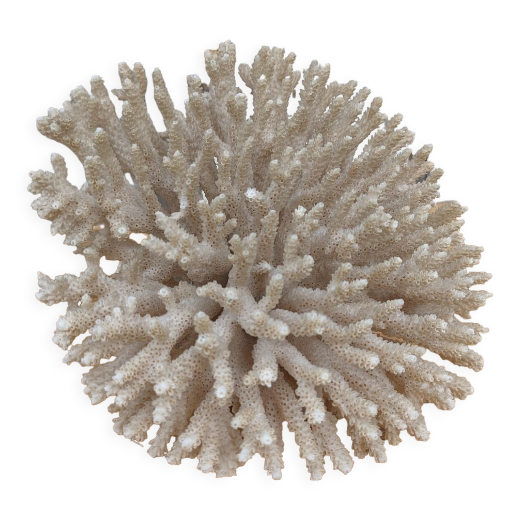 Brush coral