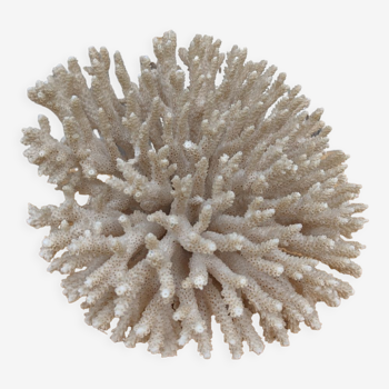 Brush coral