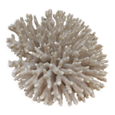 Brush coral