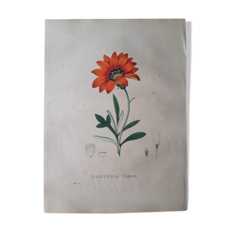 Gorteria Rigens botanical board, lithographed and coloured, Sertum Botanicum 1832