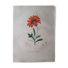 Gorteria Rigens botanical board, lithographed and coloured, Sertum Botanicum 1832