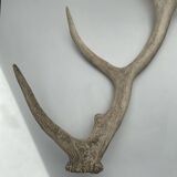 Taxidermie en bois de cerf