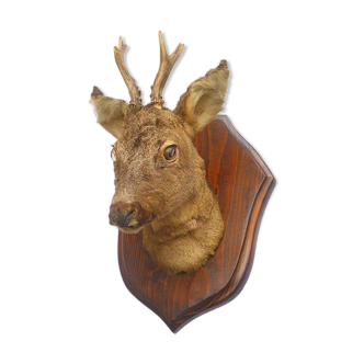 Hunting trophee