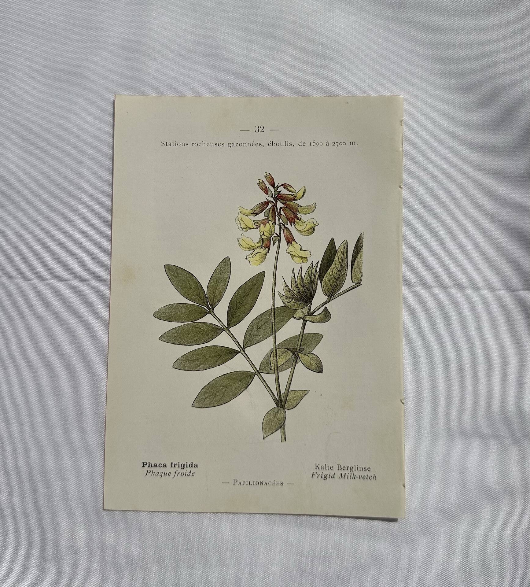 Botanical engraving naturalist plate flower plant of France