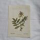 Botanical engraving naturalist plate flower plant of France