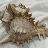 Shellfish