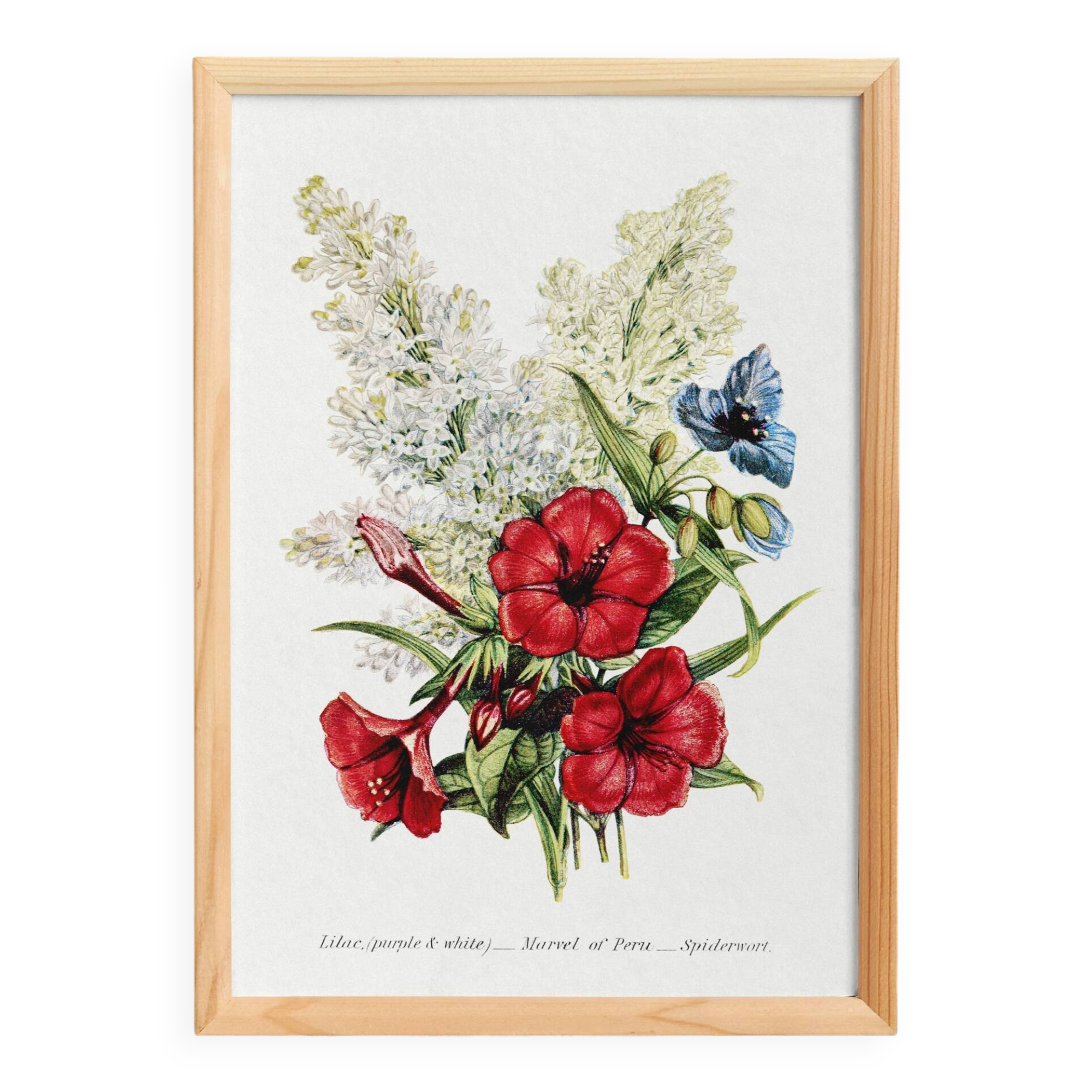 Poster about lilac, four o'clock flower, and poverty