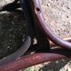 4 Baumman chairs years 1936