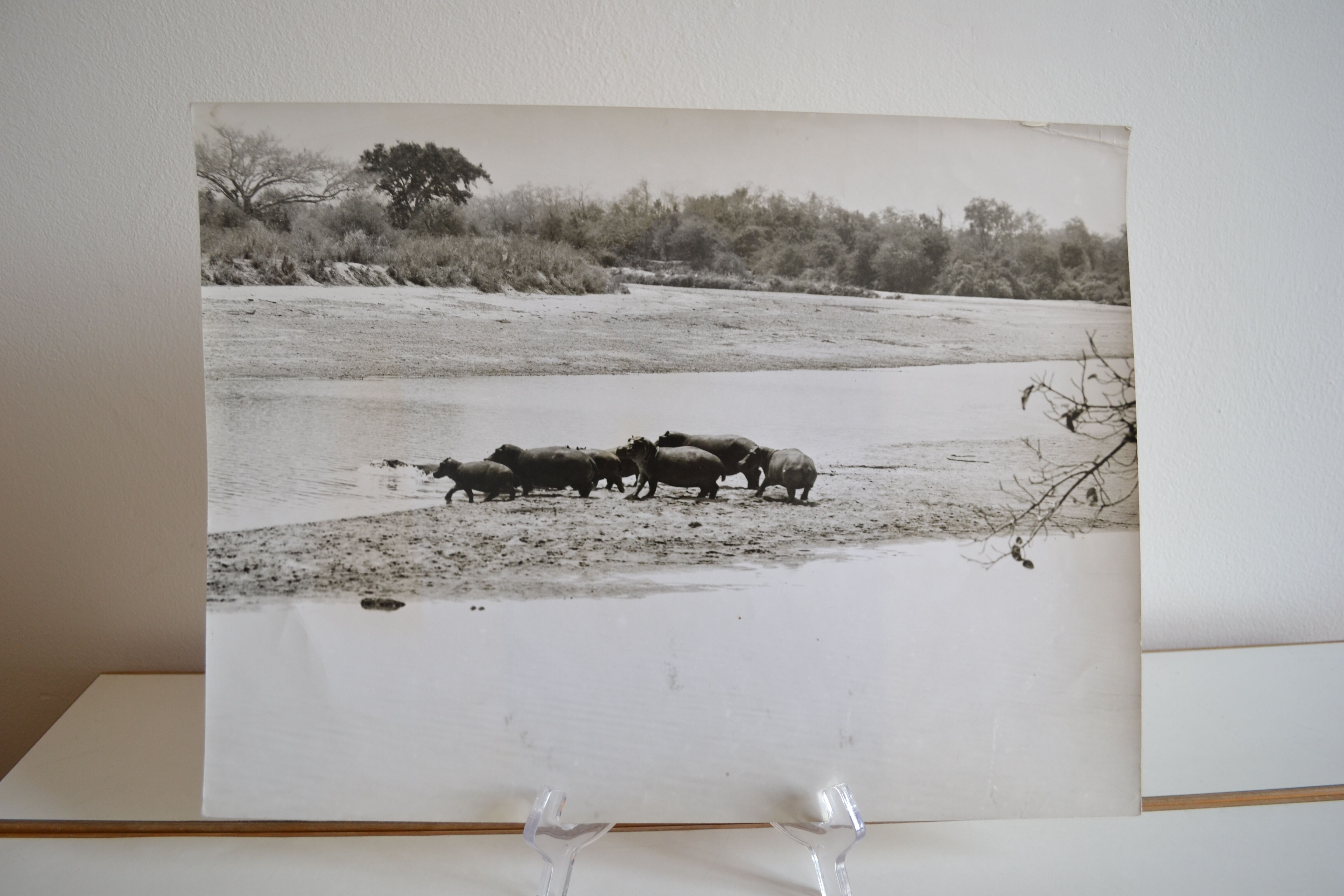 Anonymous silver photo hippopotamus africa circa 1970
