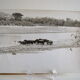 Anonymous silver photo hippopotamus africa circa 1970