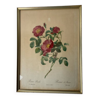 Botanical lithograph