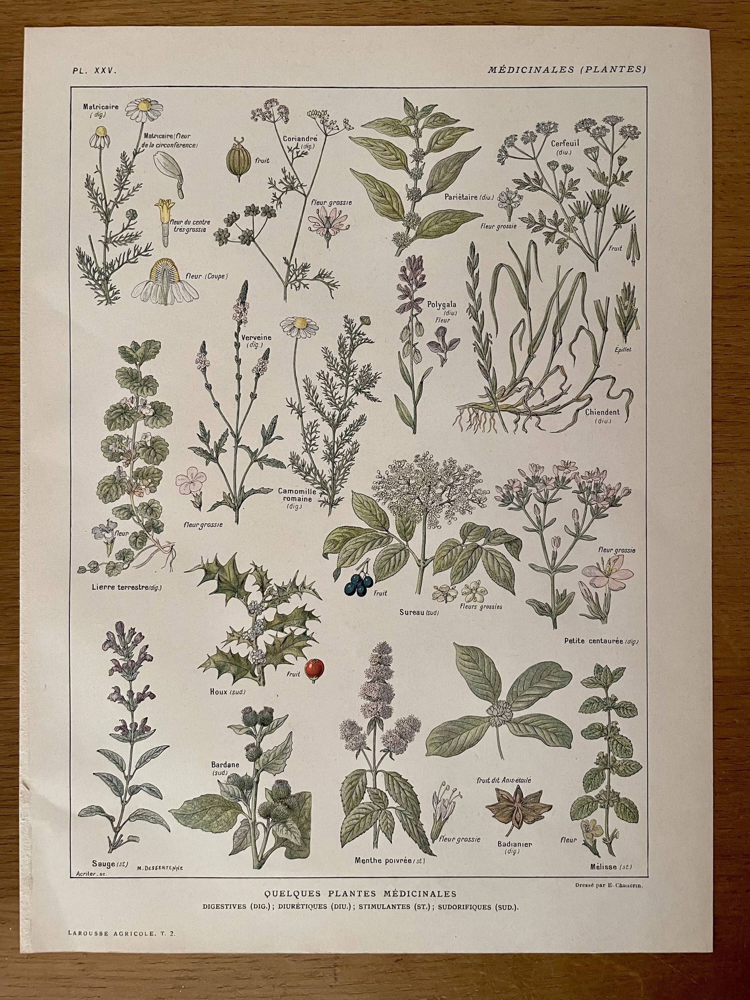 Lithograph medicinal plants (XXV) Chervil Sage Melissa - 1920