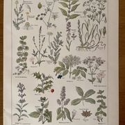 Lithograph medicinal plants (XXV) Chervil Sage Melissa - 1920