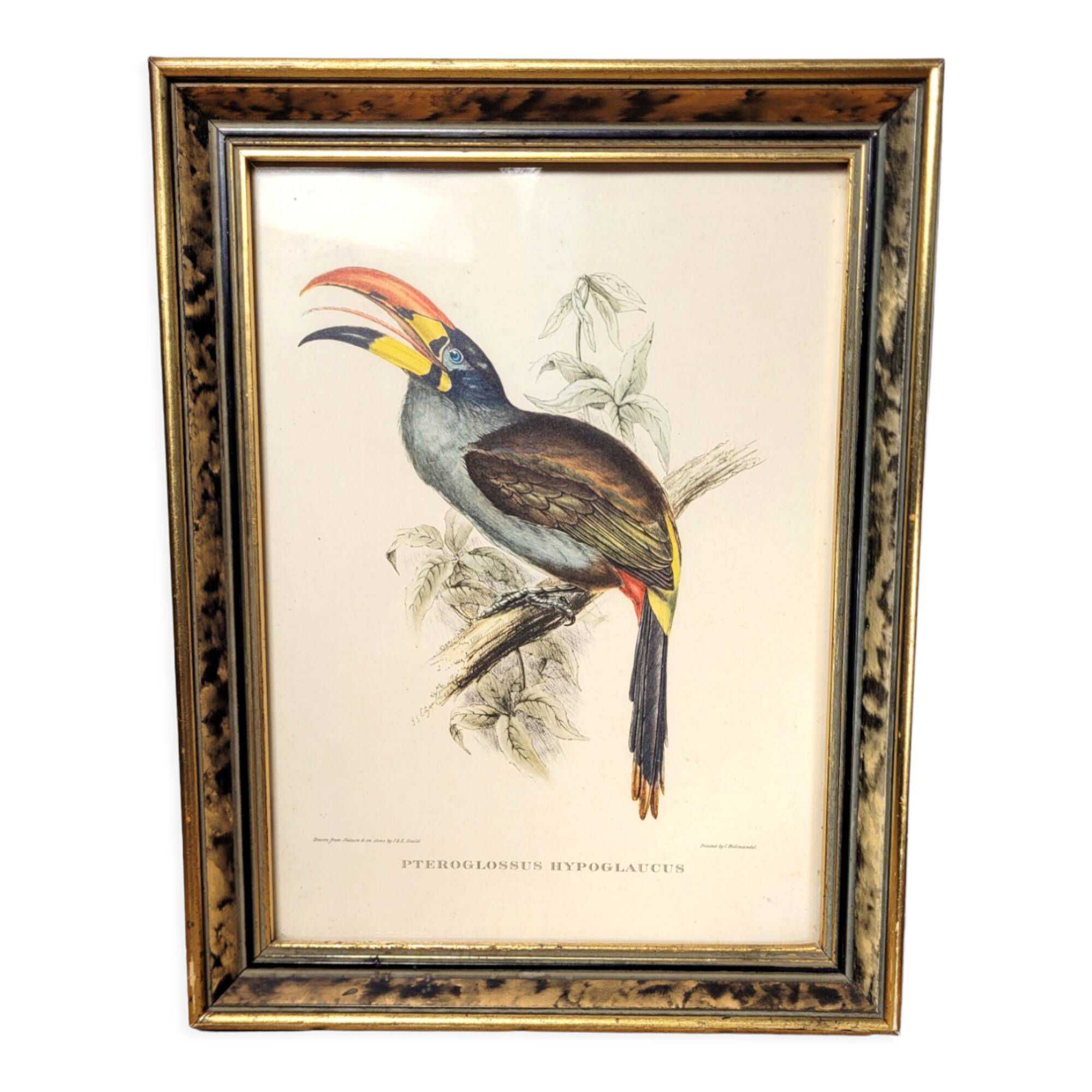 Painting tropical bird Aracari J. Gould