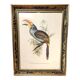 Painting tropical bird Aracari J. Gould
