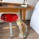 Leopard, Italian sculpture in glazed ceramic.