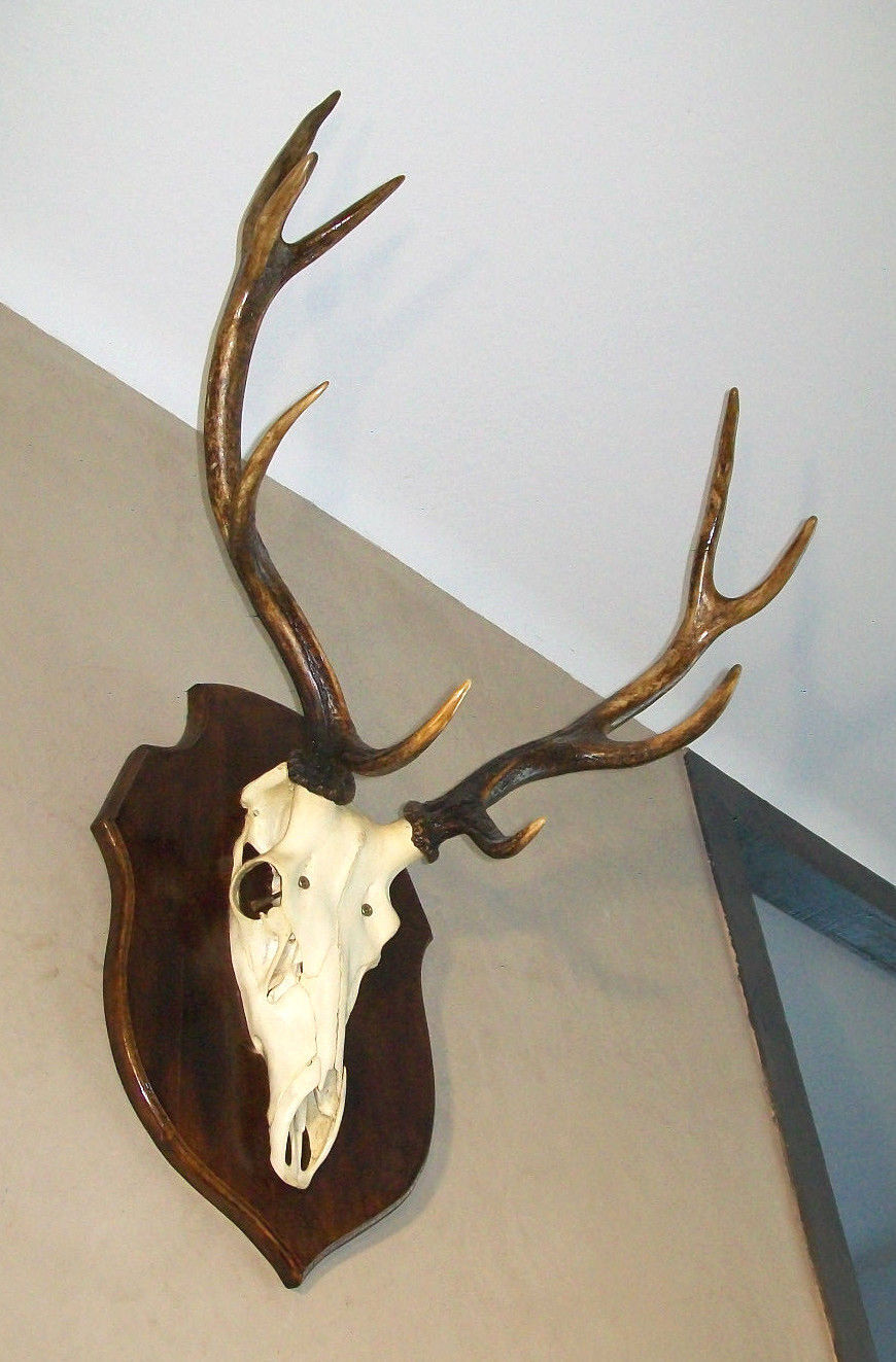 Deer hunting trophy