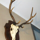 Deer hunting trophy