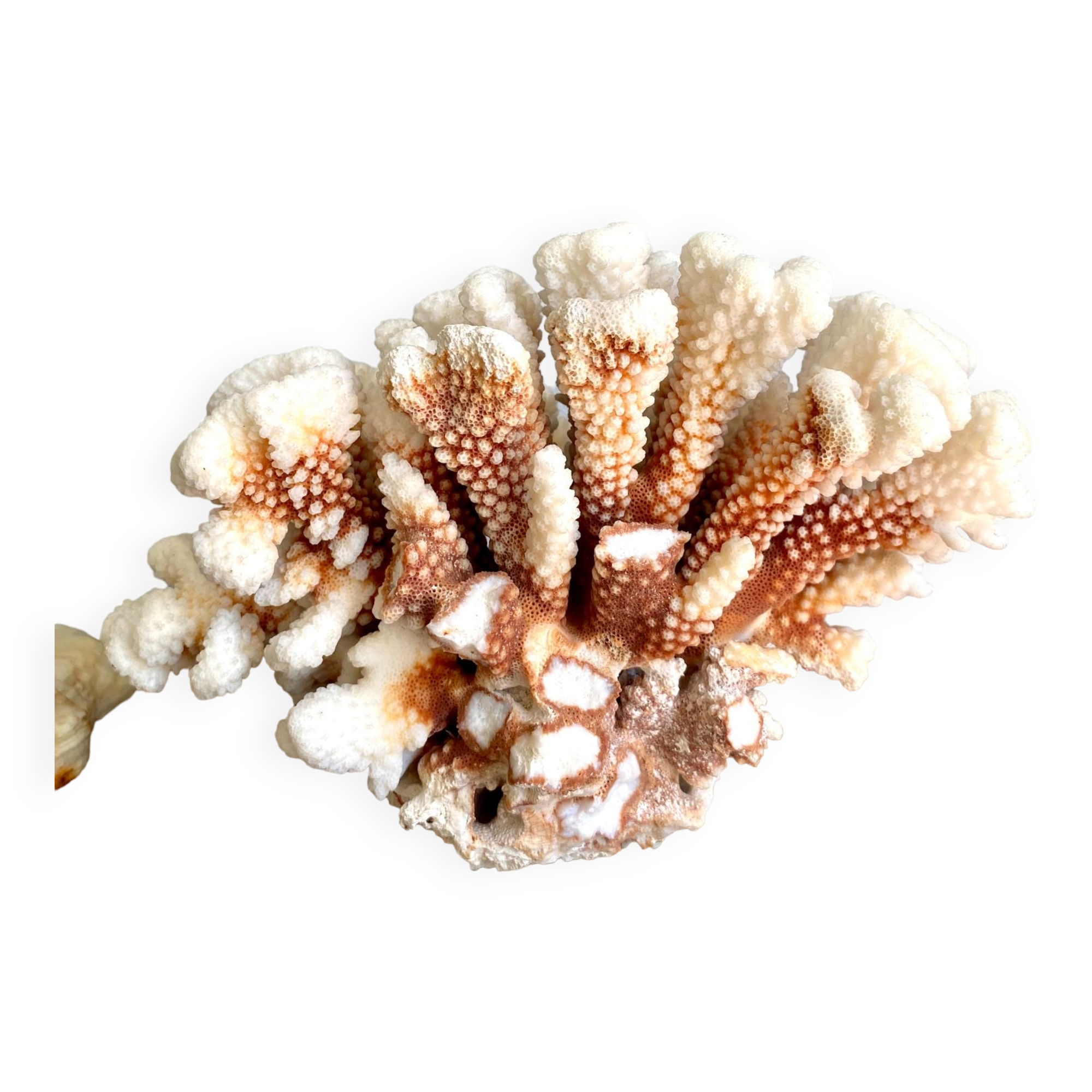 Coral XXL on its foot