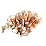 Coral XXL on its foot