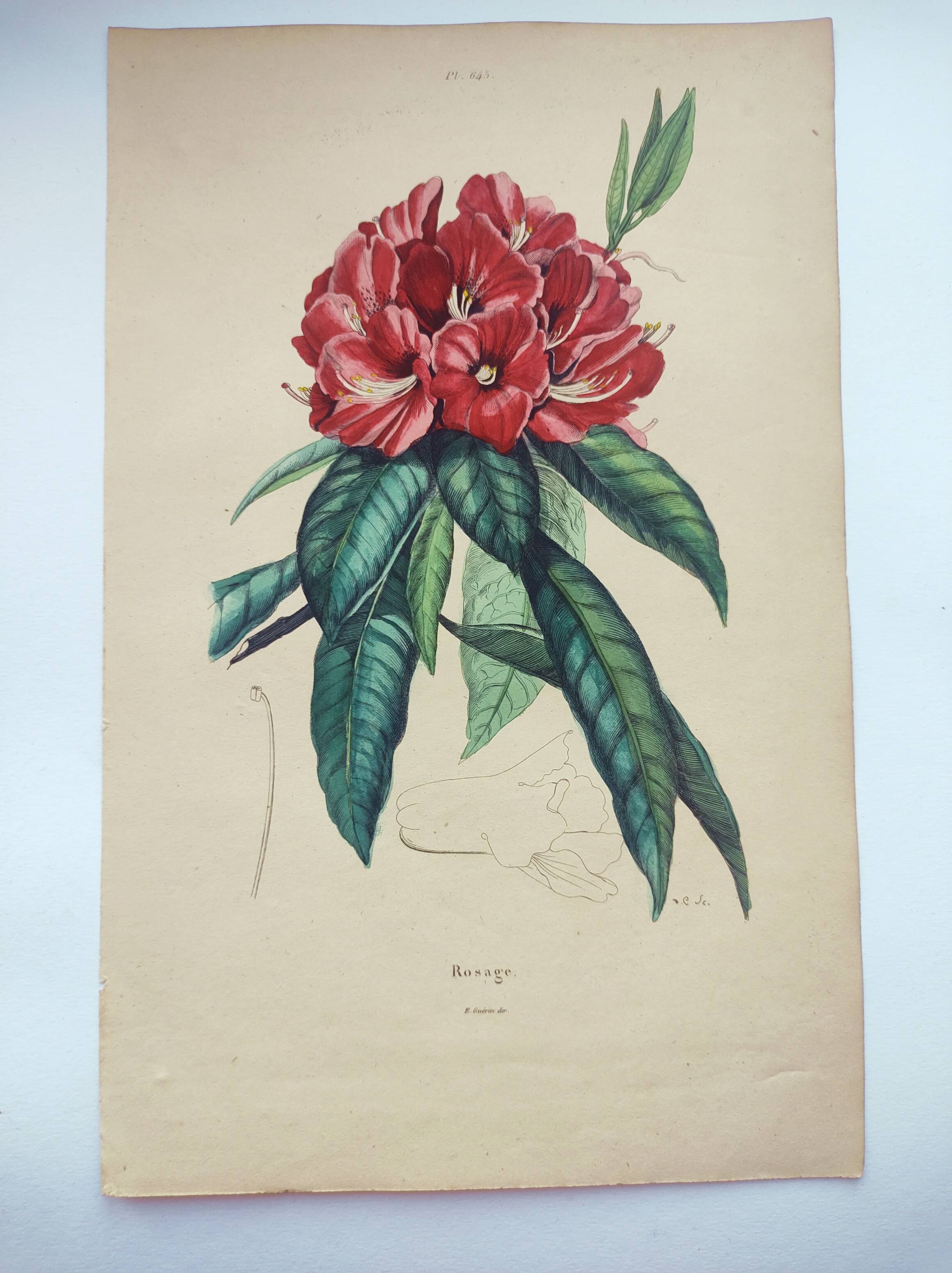 Gravure ancienne de 1838 -Rosage- Planche coloriée à la main botanique. Fleur de Du Casse.