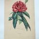 Gravure ancienne de 1838 -Rosage- Planche coloriée à la main botanique. Fleur de Du Casse.