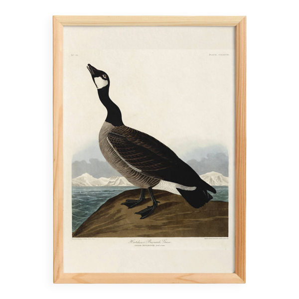 Affiche sur la bernache du Canada, d’après une gravure ancienne de 1827.