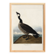 Poster about the Canada goose, based on an old engraving from 1827.