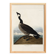 Poster about the Canada goose, based on an old engraving from 1827.